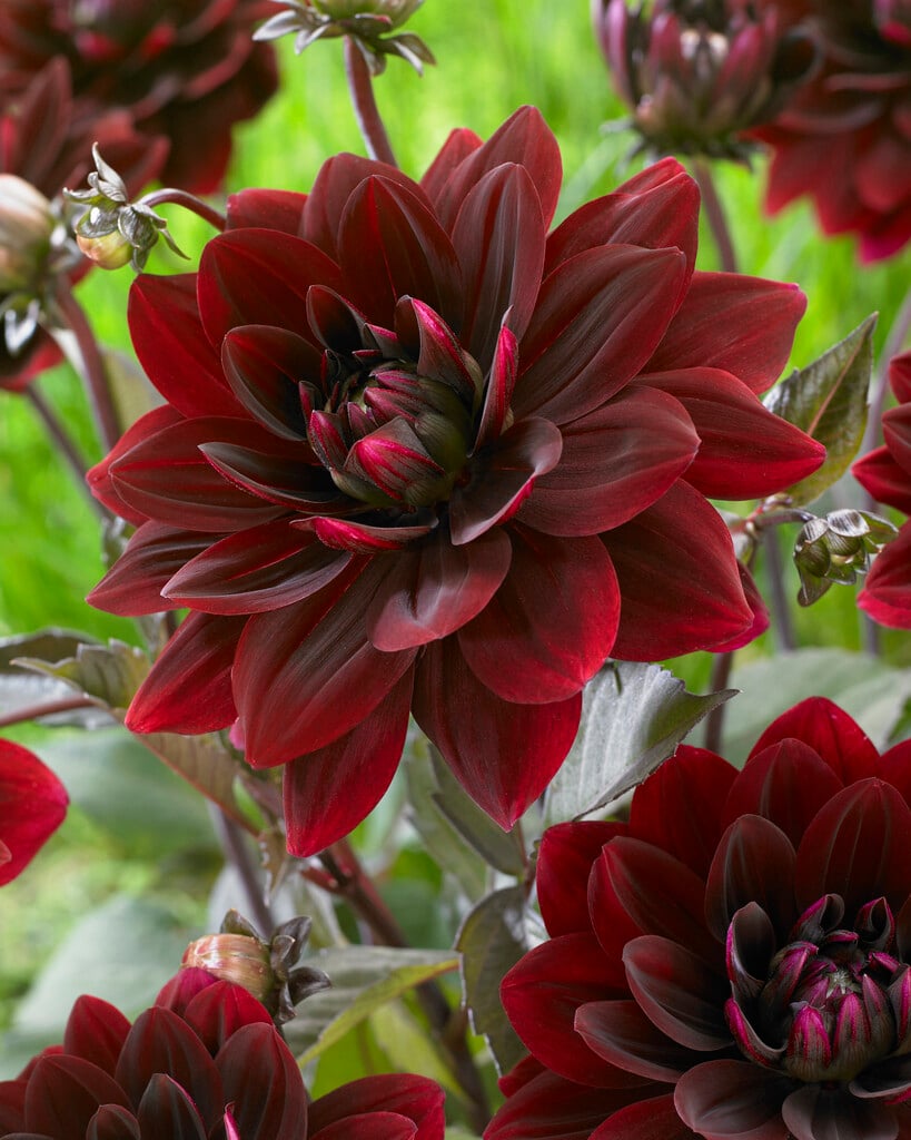 dahlia 'After Dusk'