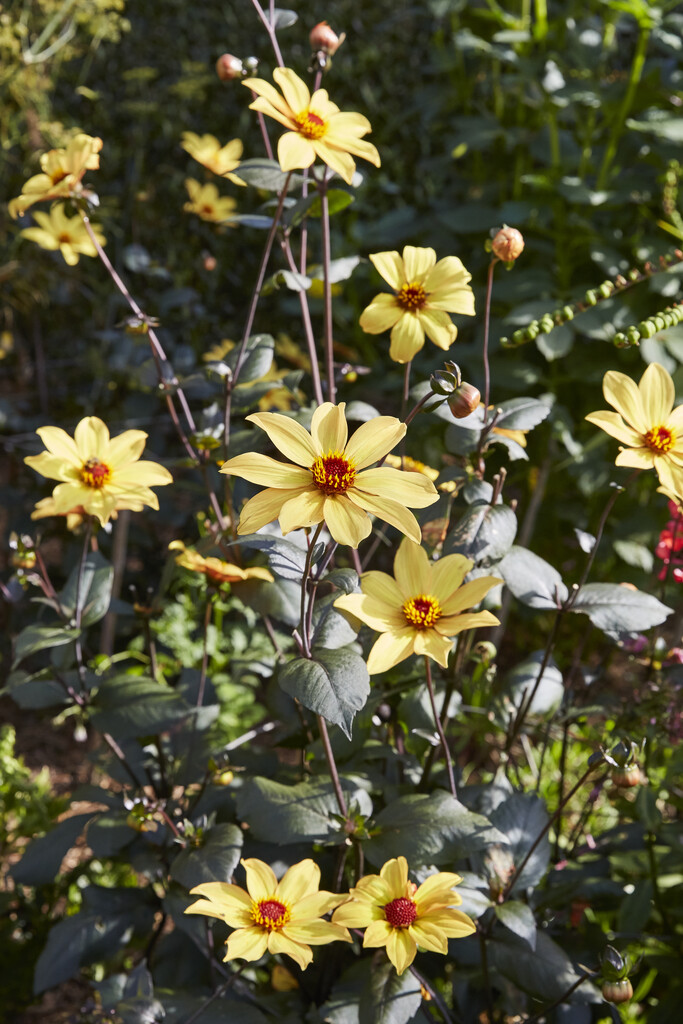 <i>Dahlia</i> 'Summertime'