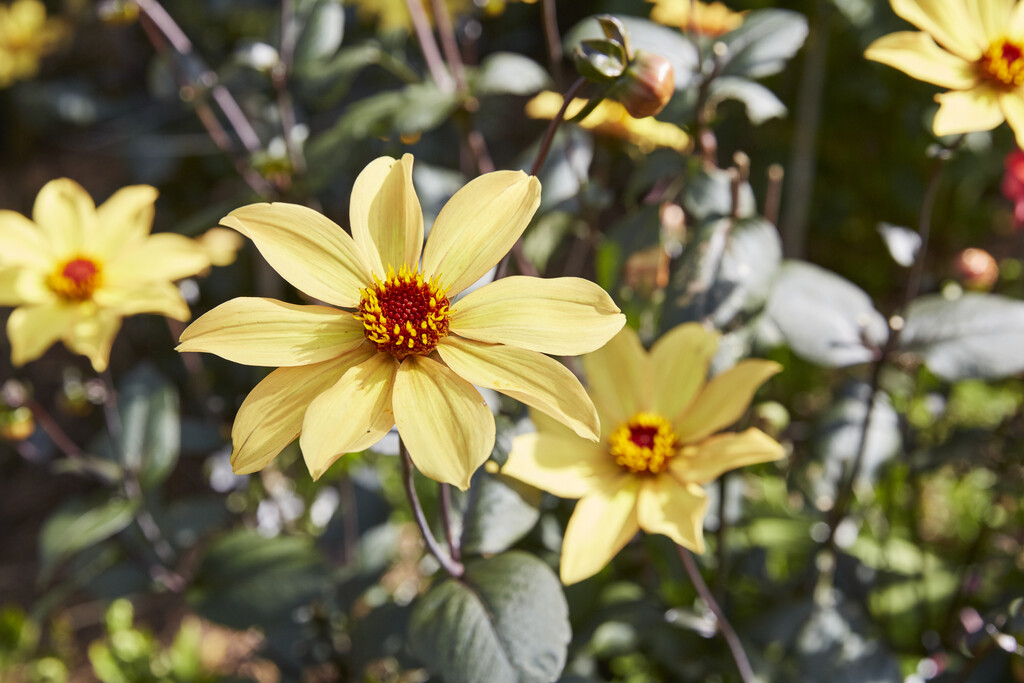 <i>Dahlia</i> 'Summertime'