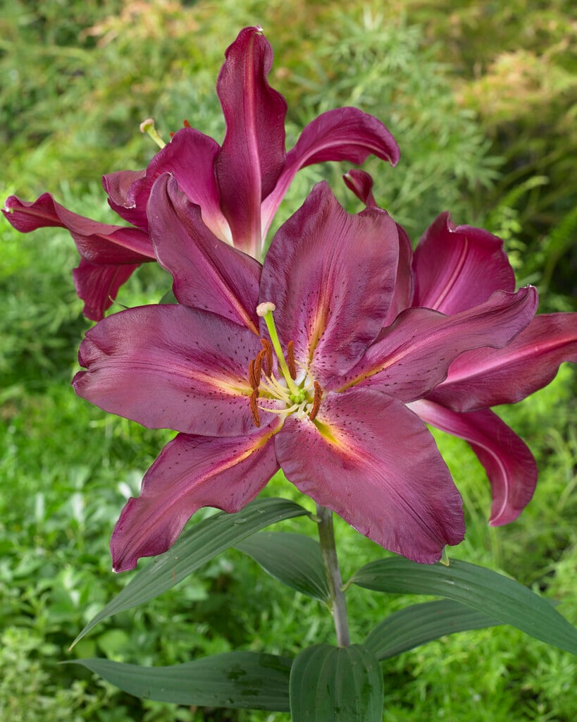 lily 'Gran Tourismo'