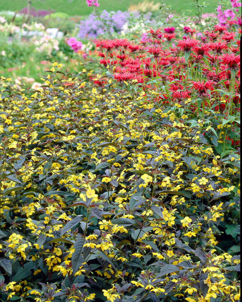loosestrife 'Firecracker'