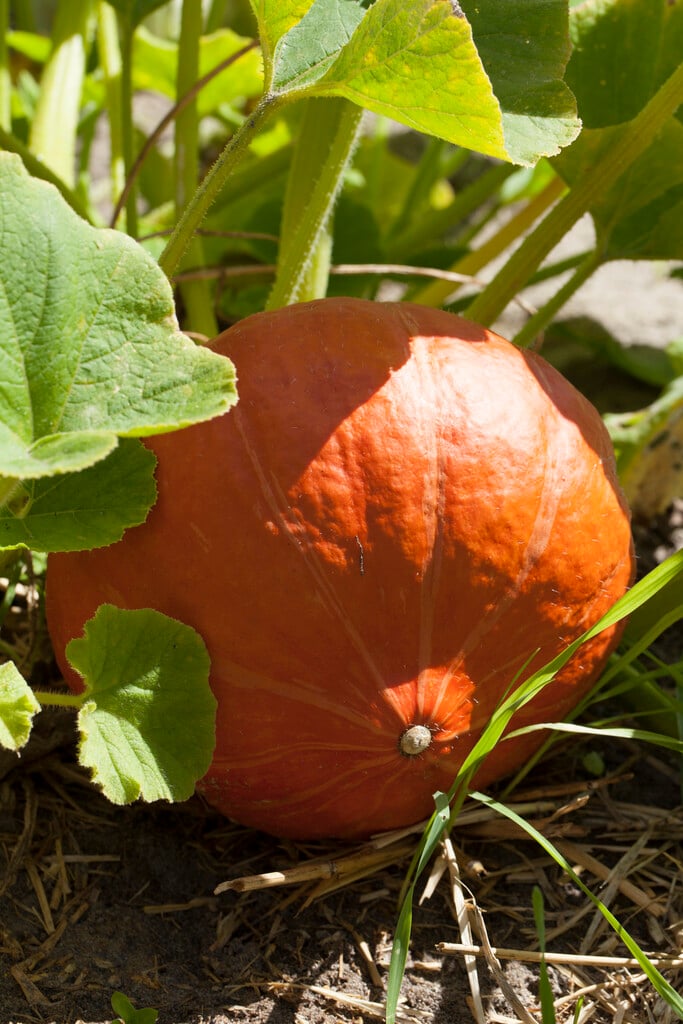 squash (onion) 'Red Kuri'