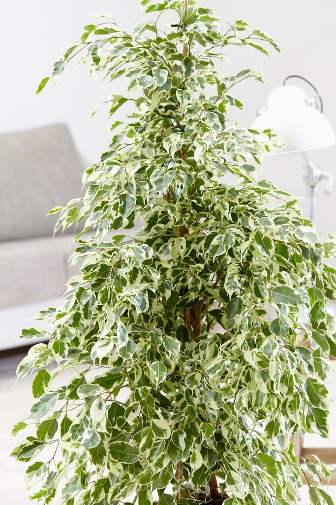 <em>Ficus</em> <em>benjamina</em> 'Twilight' (v)