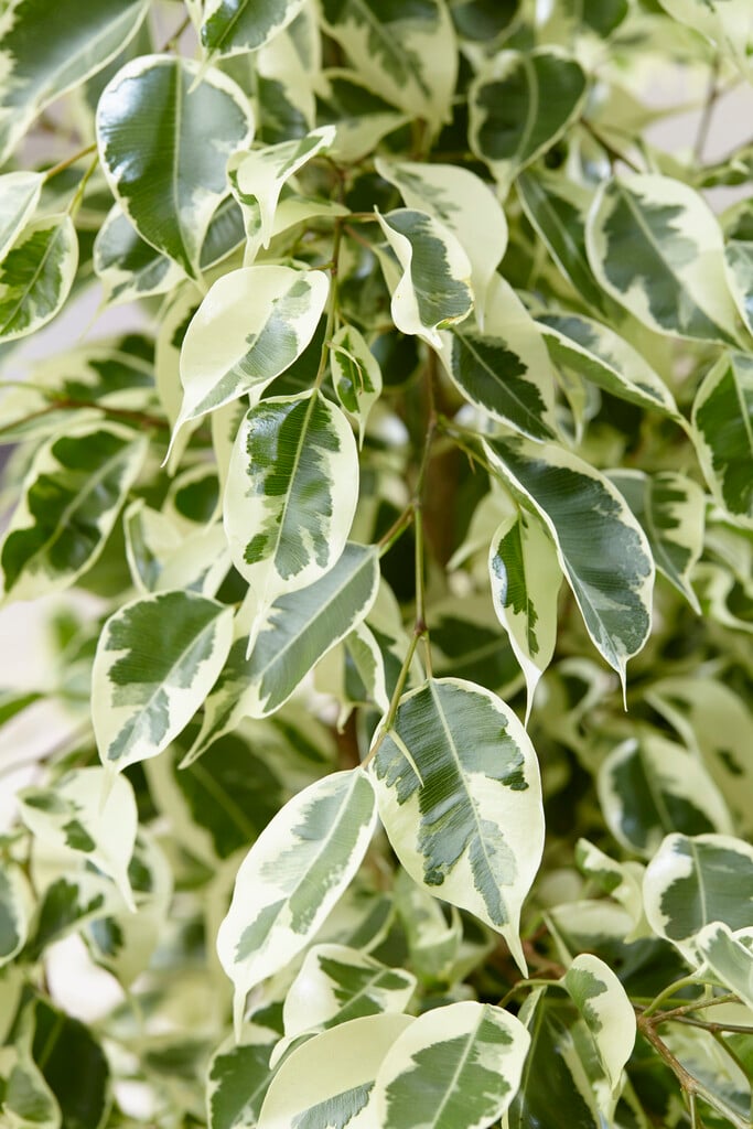 <em>Ficus</em> <em>benjamina</em> 'Twilight' (v)