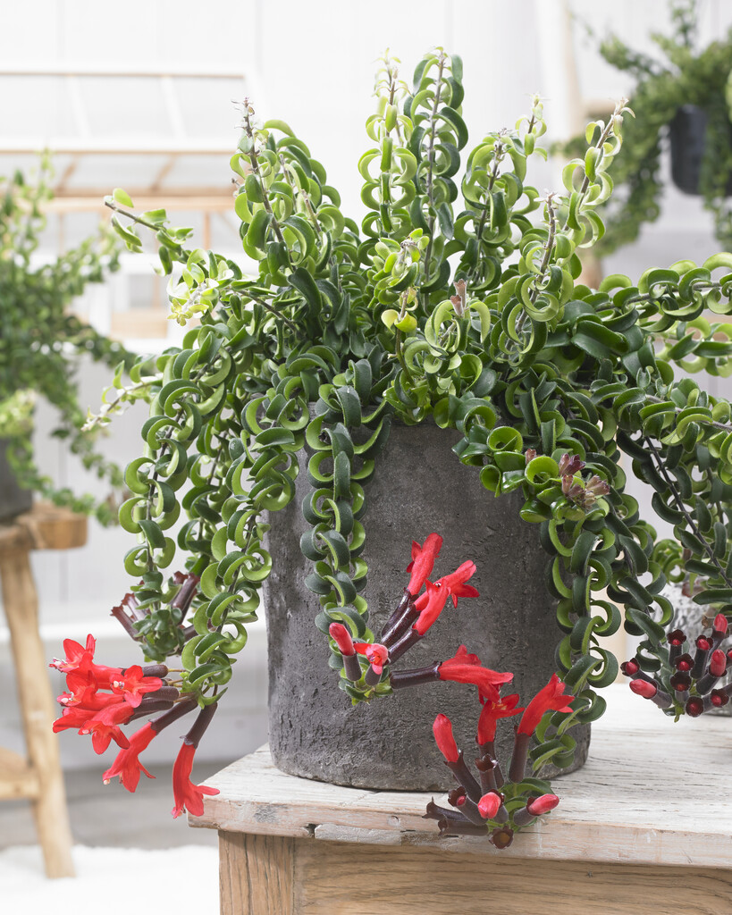 <i>Aeschynanthus</i> 'Twister'