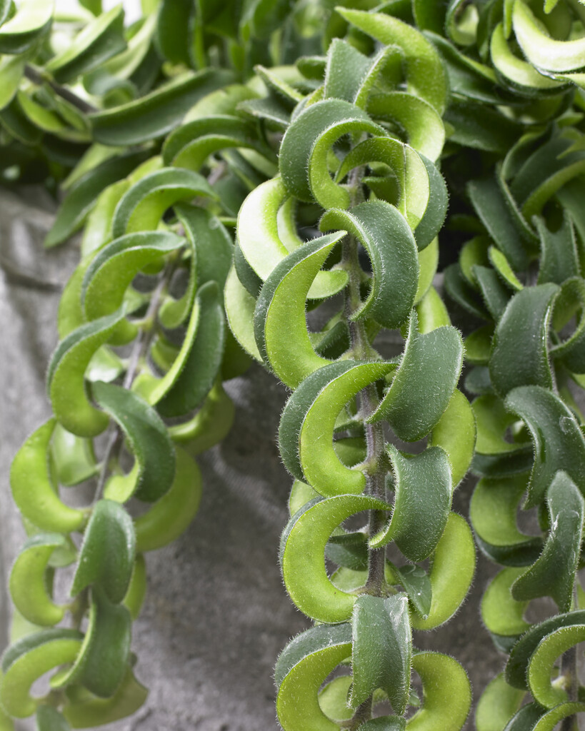 <i>Aeschynanthus</i> 'Twister'