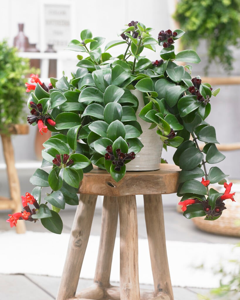 <i>Aeschynanthus</i> 'Mona Lisa'