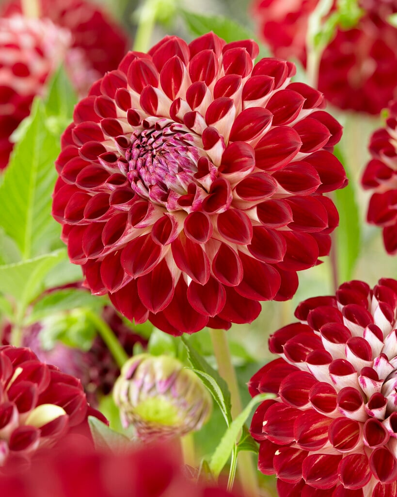 <i>Dahlia</i> 'Jowey Joshua' (Ba)