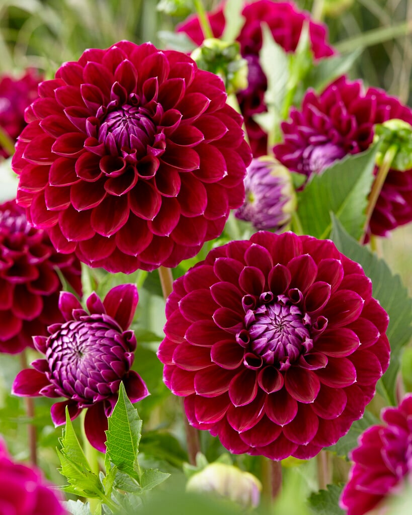 <i>Dahlia</i> 'Jowey Marilyn' (Misc)