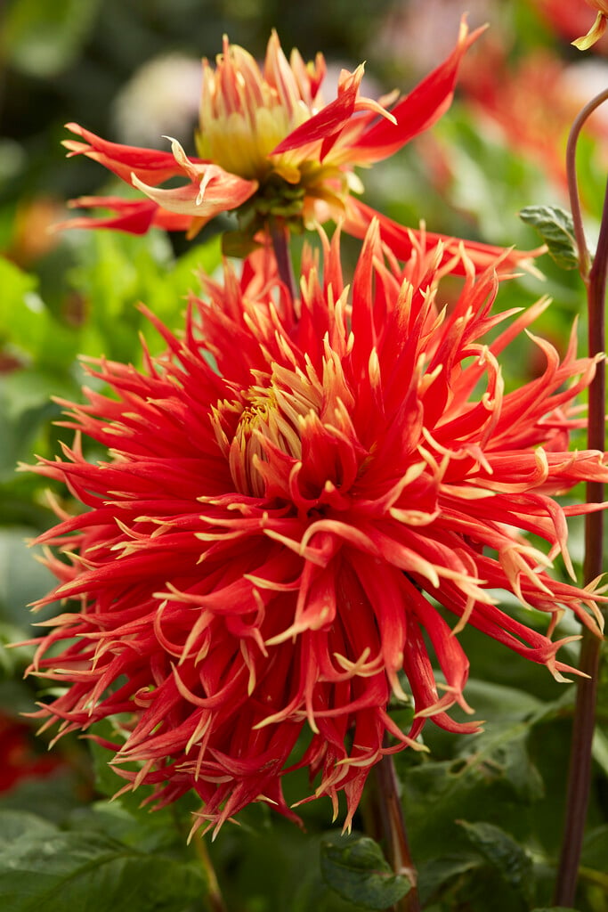 dahlia 'Show 'n' Tell'