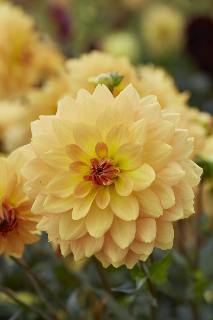<i>Dahlia</i> 'Karma Gold' (D)