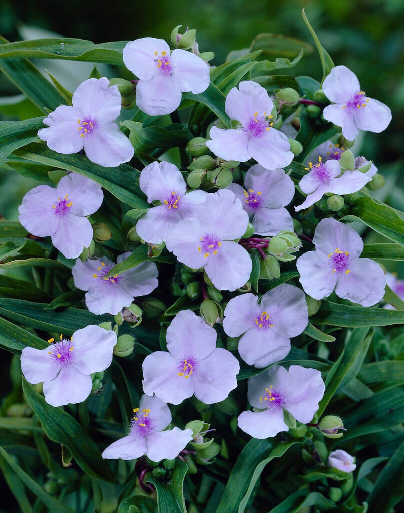 <i>Tradescantia</i> 'Angel Eyes'