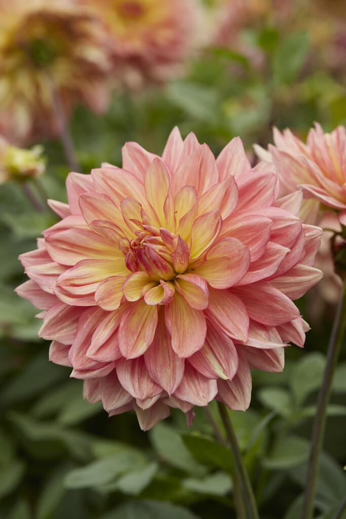 <i>Dahlia</i> 'Wanda's Aurora' (D)