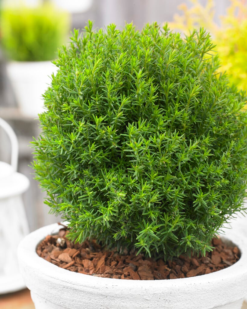white cedar 'Teddy'