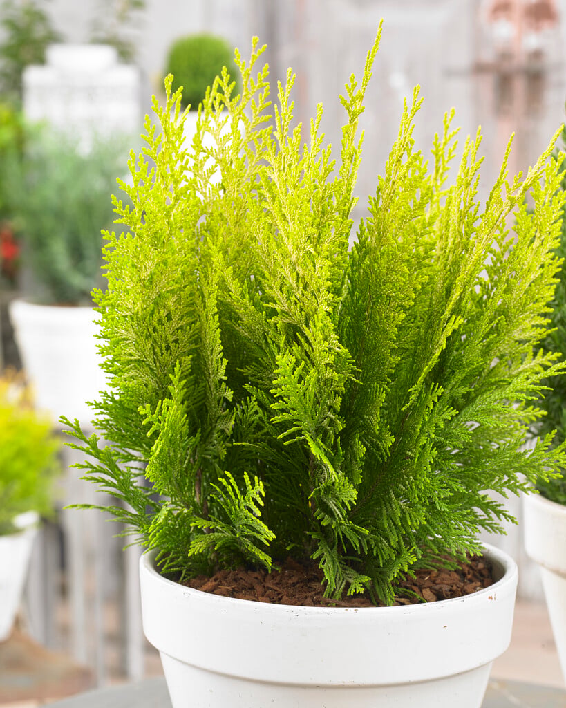 Lawson's cypress 'Ivonne'