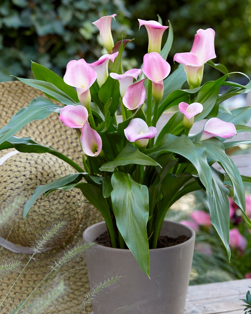 arum lily 'Forever'
