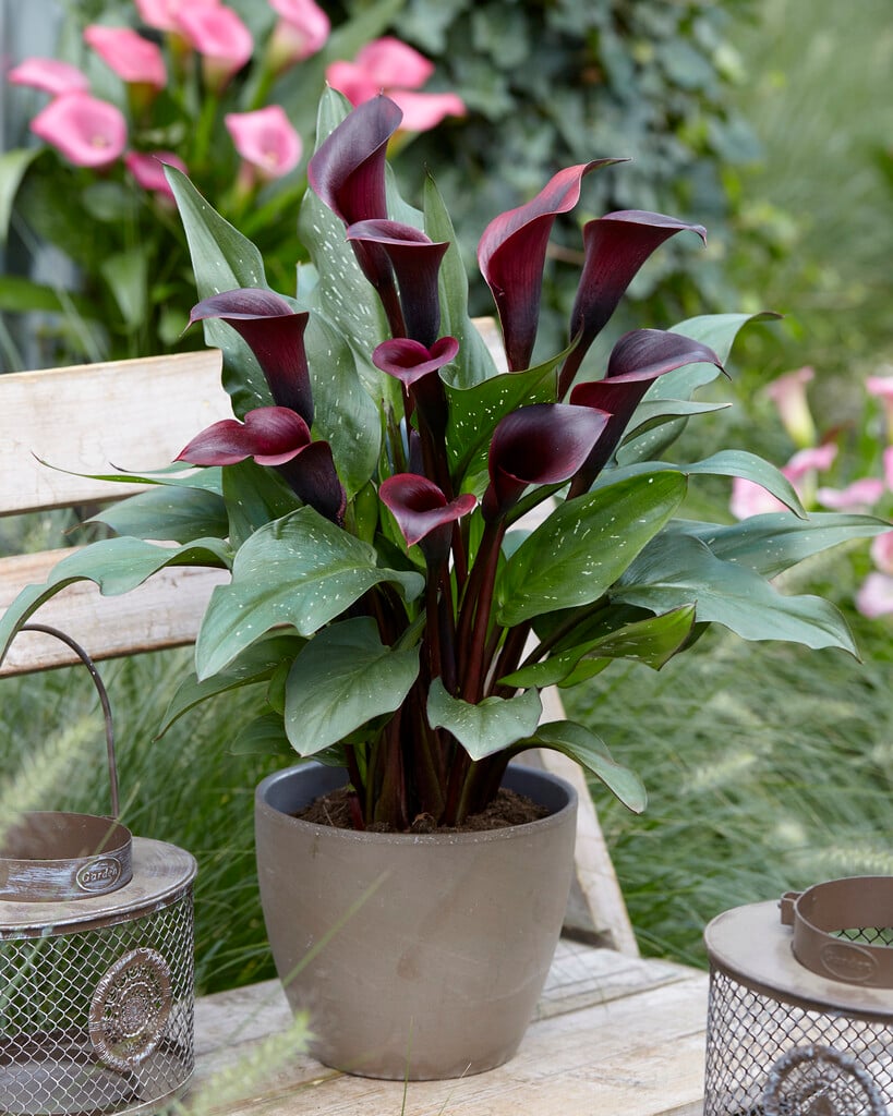 arum lily 'Montevideo'