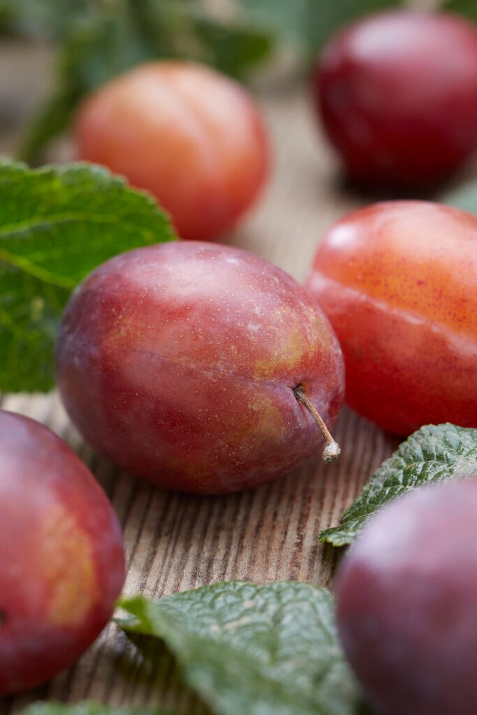 plum 'Valor'