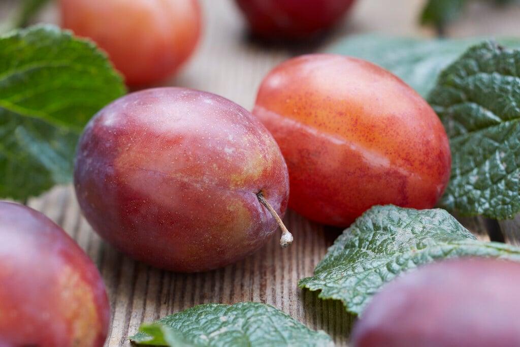 plum 'Valor'