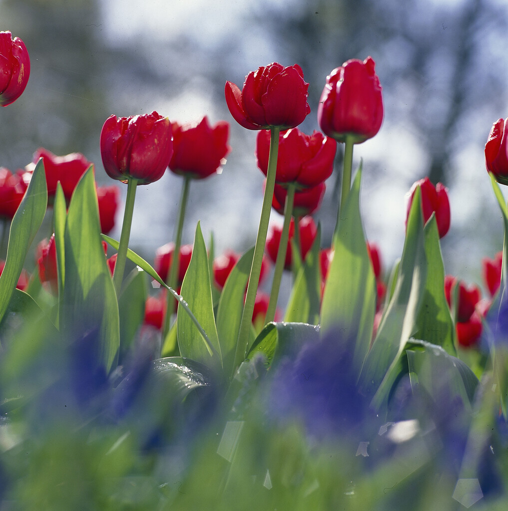 tulip 'Carlton