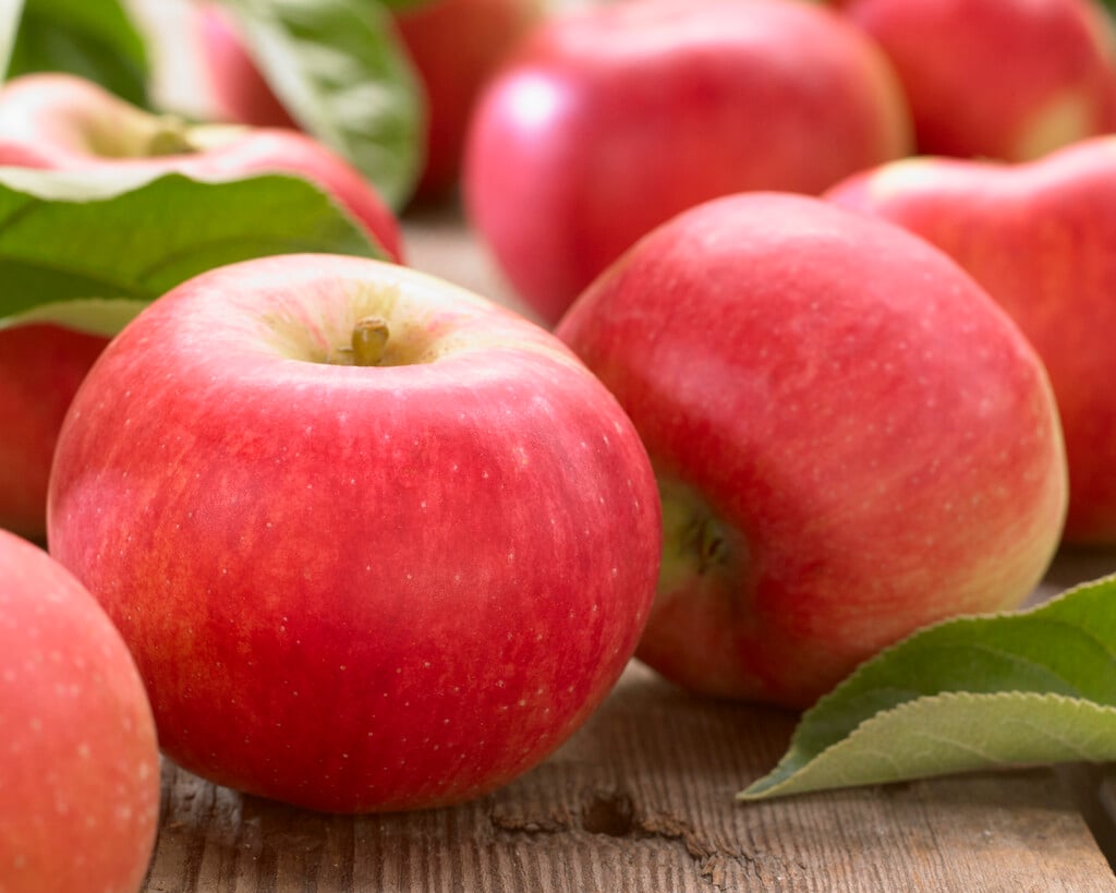 apple 'Charlotte'