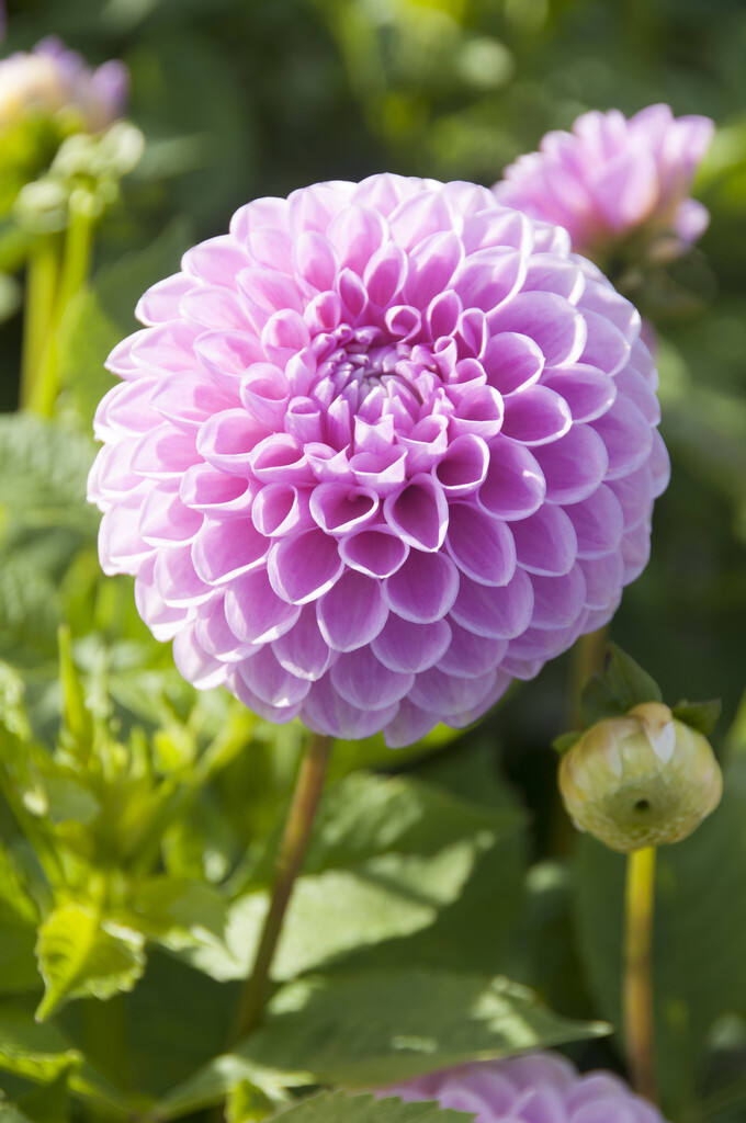 <i>Dahlia</i> 'Willowfield Matthew' (D)