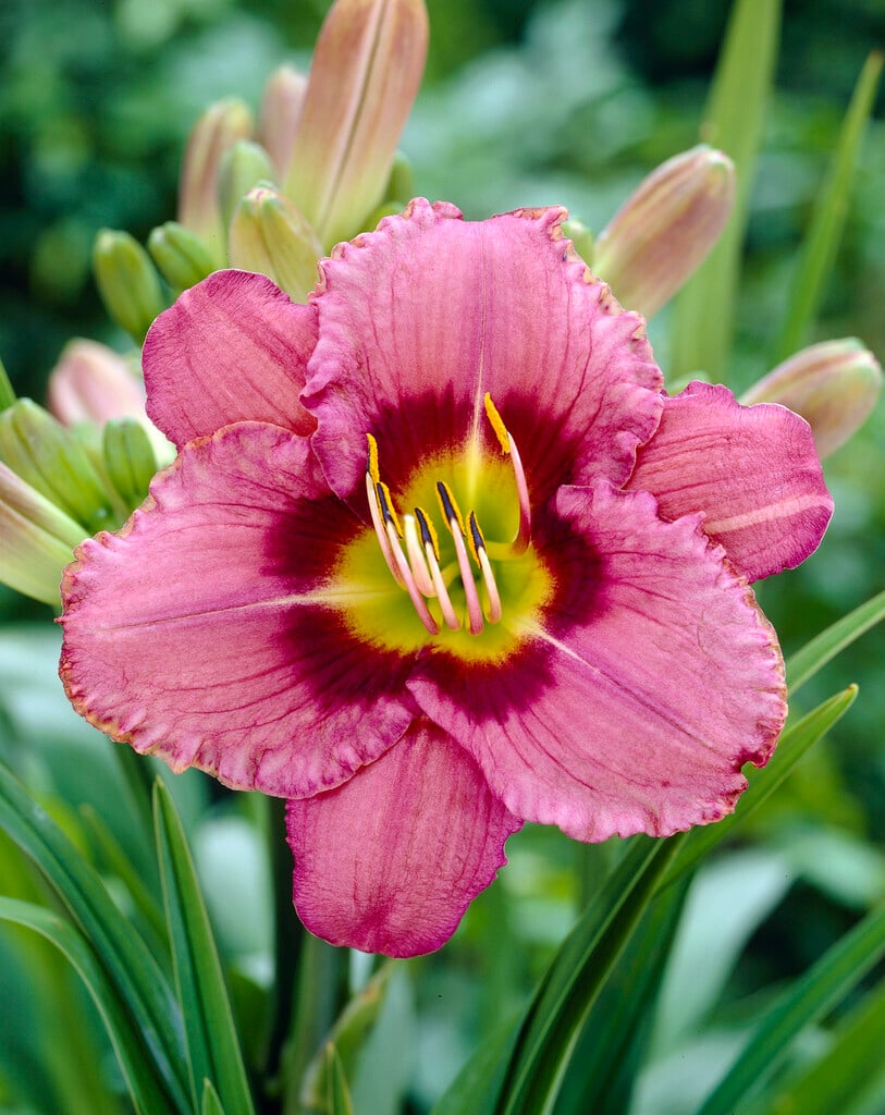daylily 'Always Afternoon'