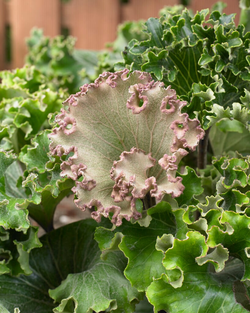 leopard plant 'Wavy Gravy'
