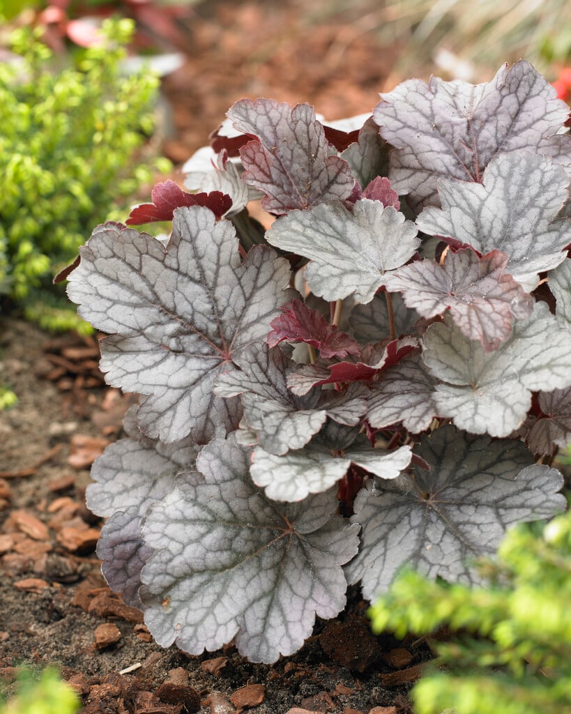 alum root 'Milan'
