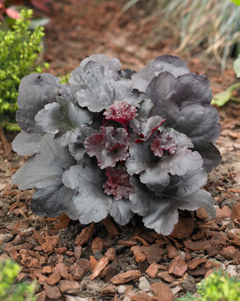 alum root [Black Sea]