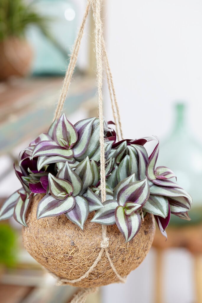 Tradescantia tricolor | silver inch plant Bedding/RHS Gardening