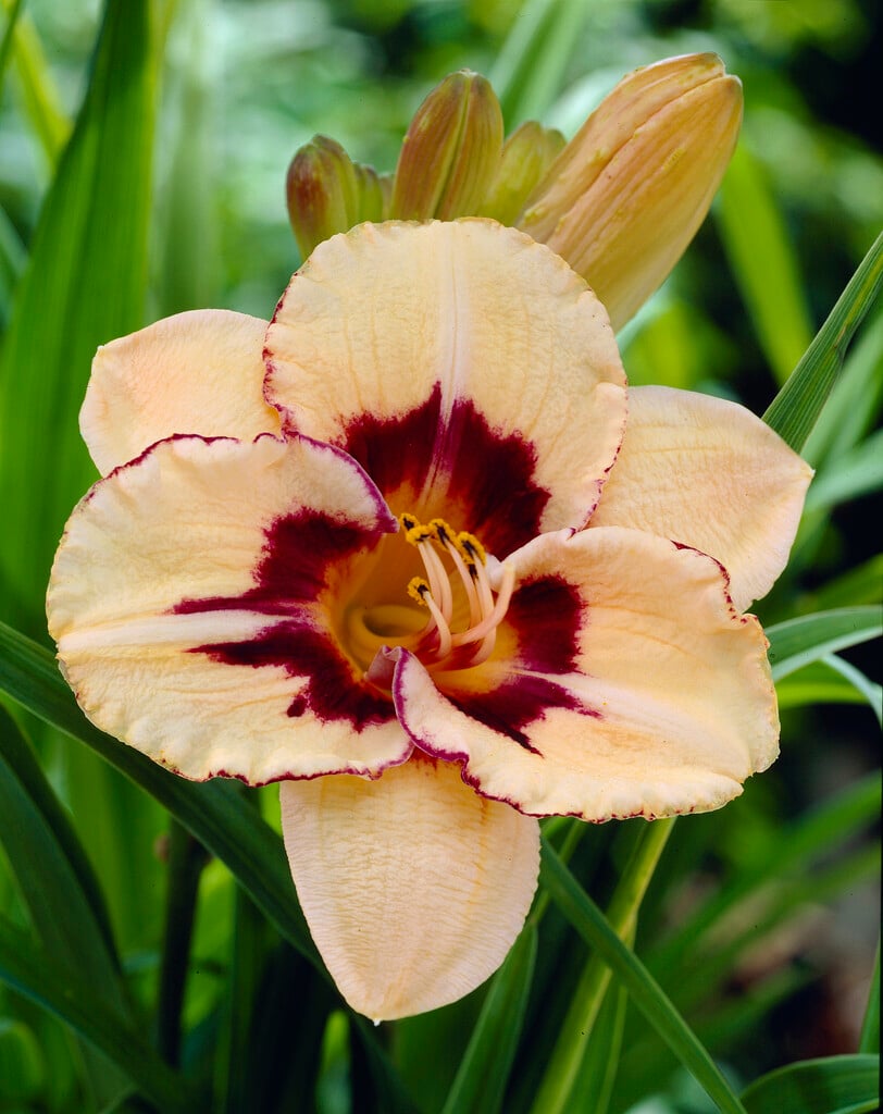 daylily 'Alaqua'