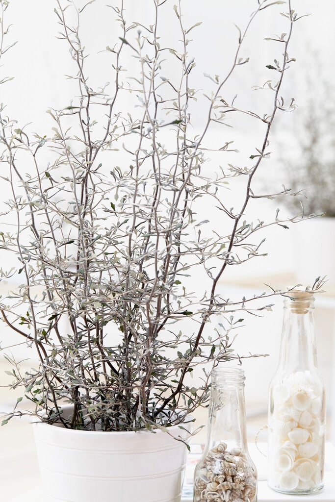 wire-netting bush