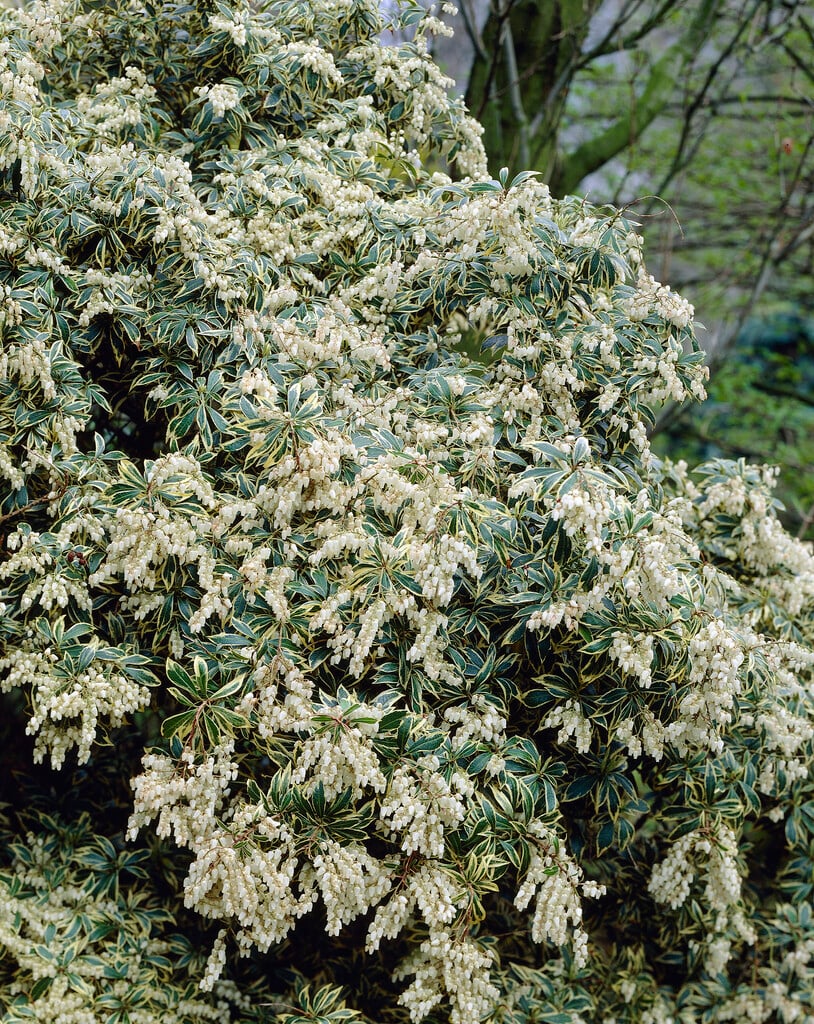 pieris 'Variegata'