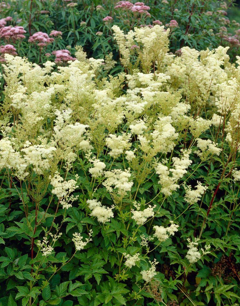 <em>Filipendula</em> <em>ulmaria</em> 'Flore Pleno' (d)