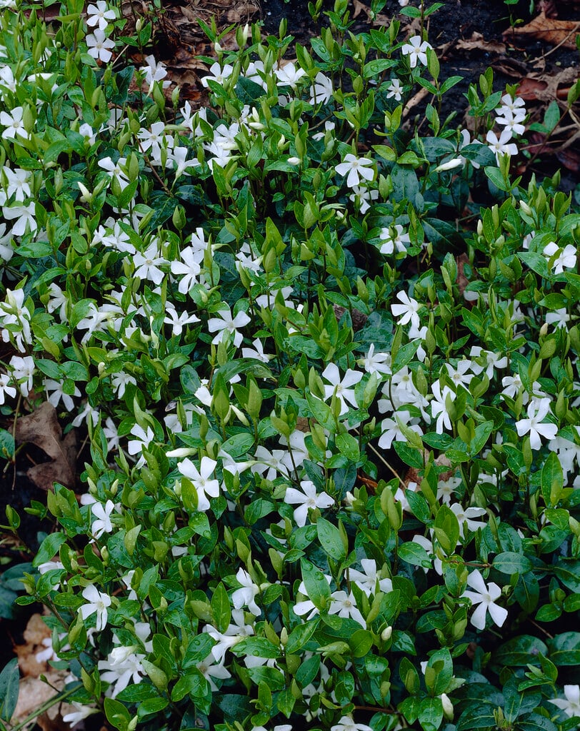 white-flowered lesser periwinkle