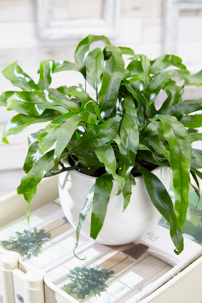 kangaroo fern