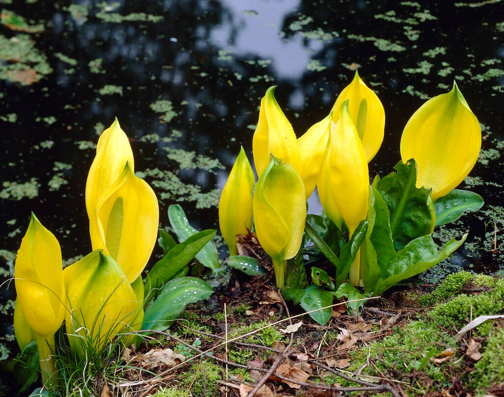 yellow skunk cabbage