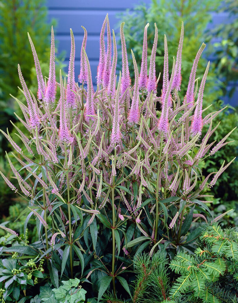<i>Veronica</i> <i>longifolia</i> 'Fascination'