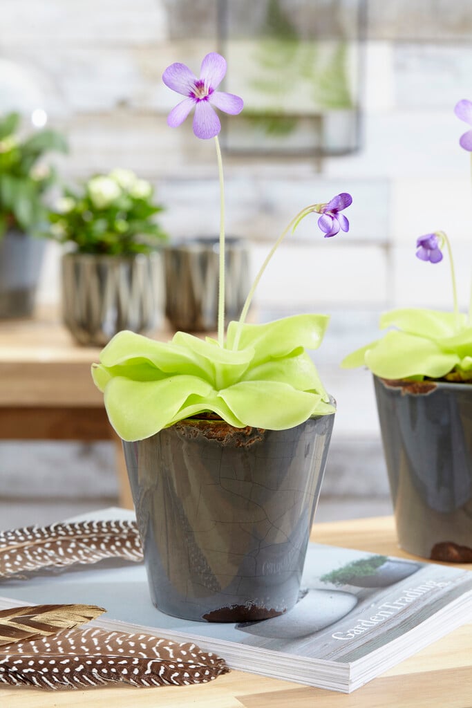 <i>Pinguicula</i> 'Tina'