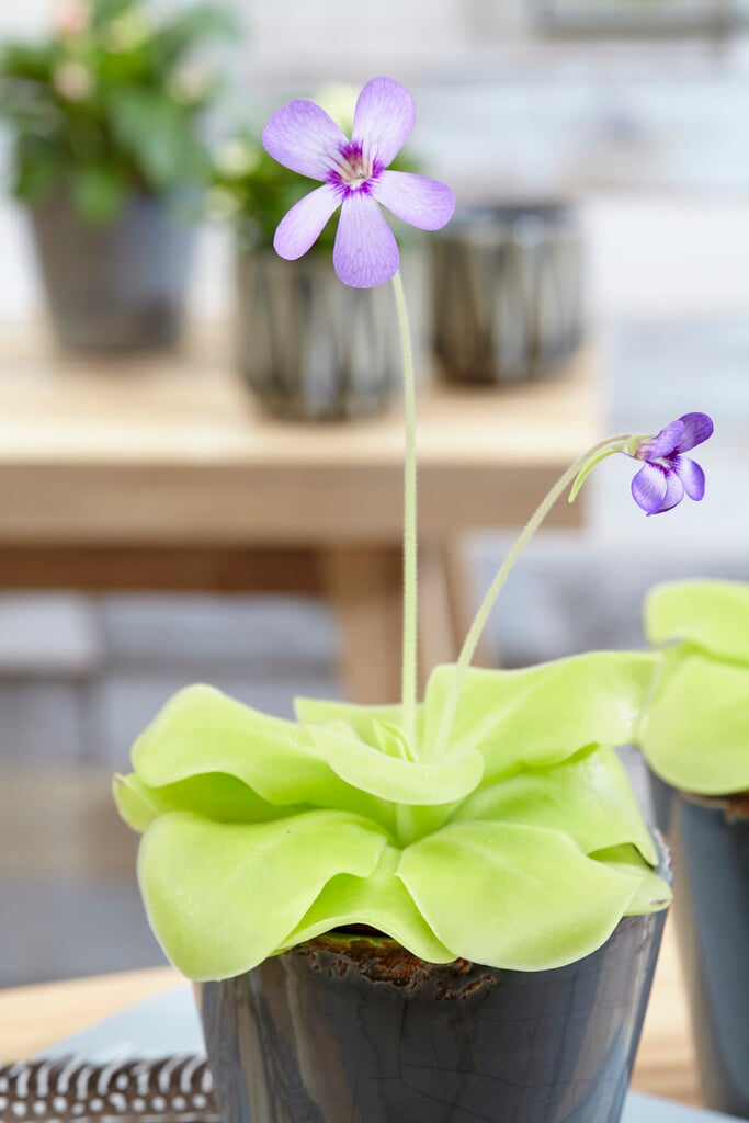 <i>Pinguicula</i> 'Tina'