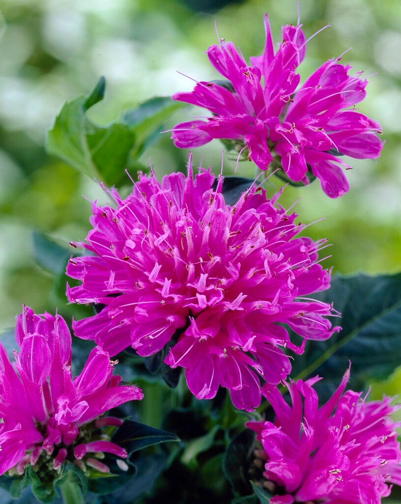 <i>Monarda</i> [<span style="font-variant: small-caps;">Petite Delight</span>] ('Acpetdel')
