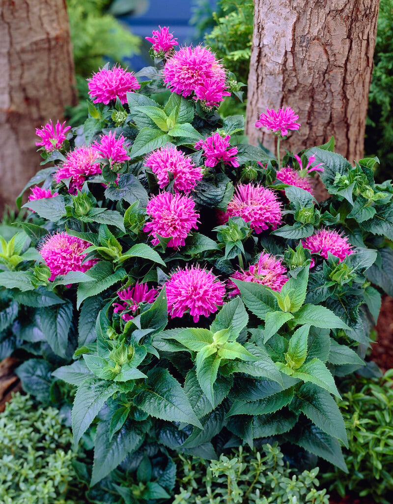 <i>Monarda</i> [<span style="font-variant: small-caps;">Petite Delight</span>] ('Acpetdel')