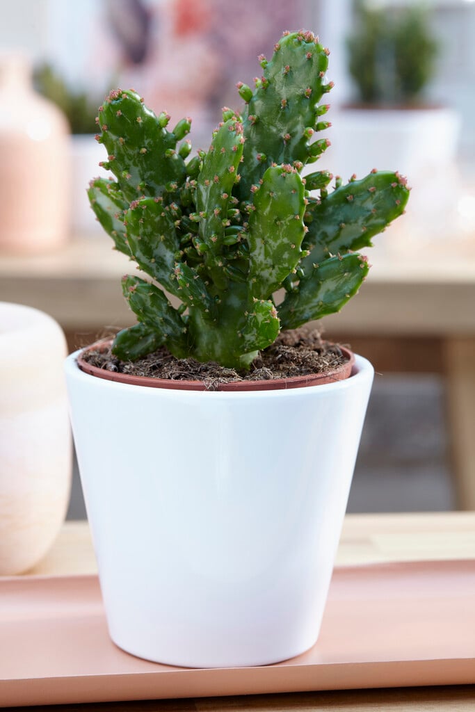 common prickly pear