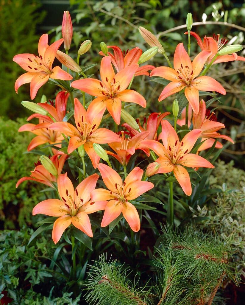 lily 'Royal Sunset'