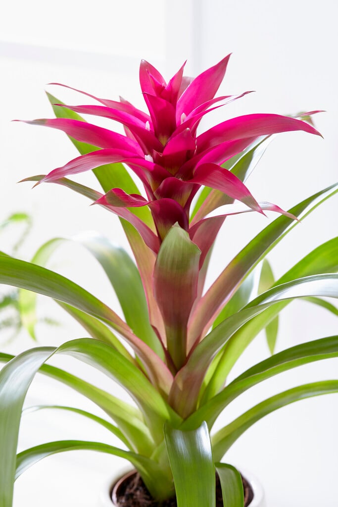 <i>Guzmania</i> 'Voila'