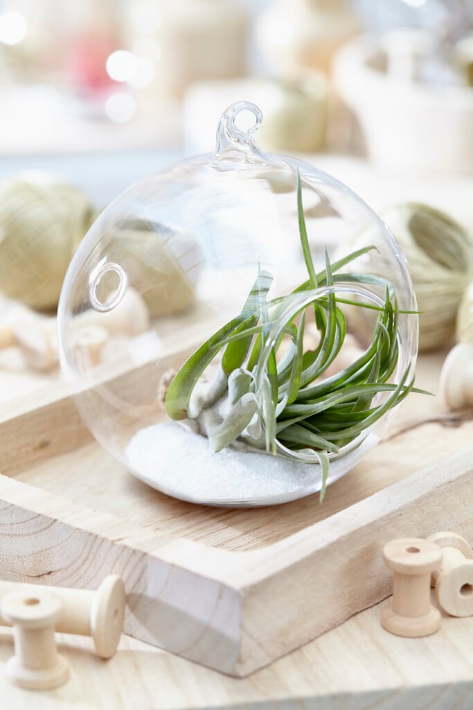 <i>Tillandsia</i> <i>multiflora</i>