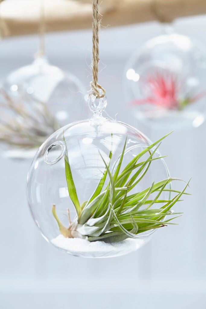 <i>Tillandsia</i> <i>multiflora</i>