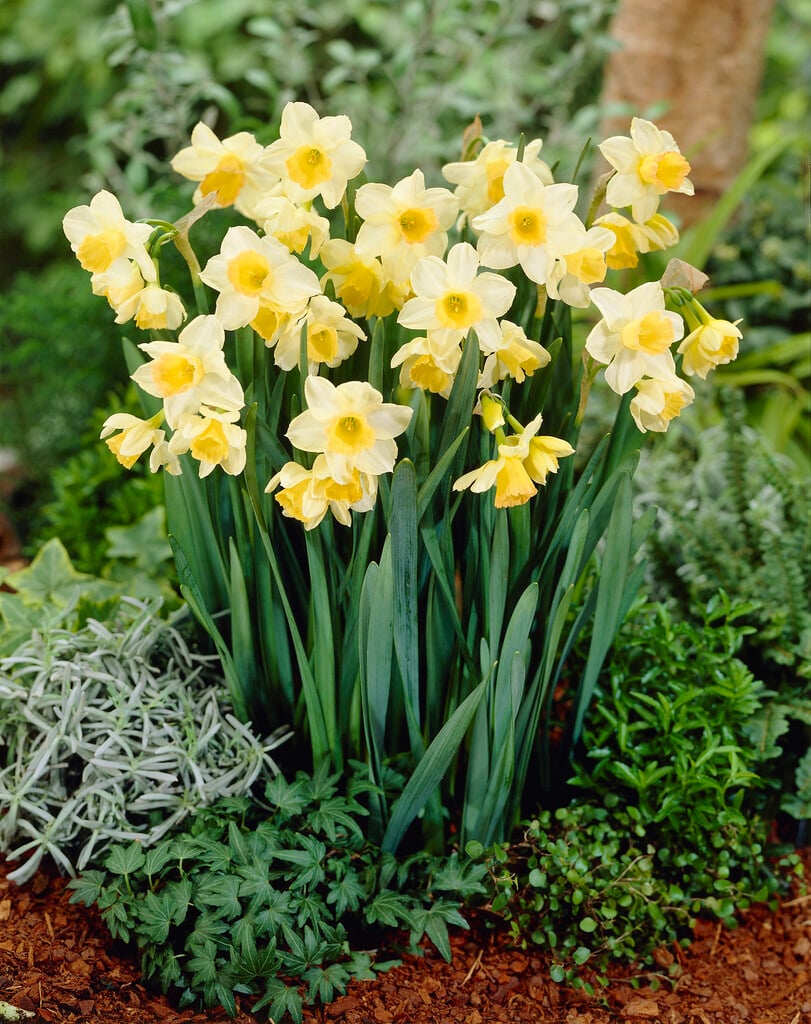 daffodil 'Waterperry'