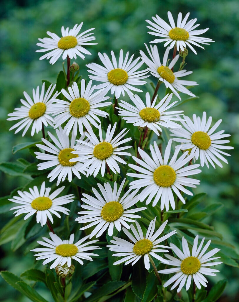Nippon daisy